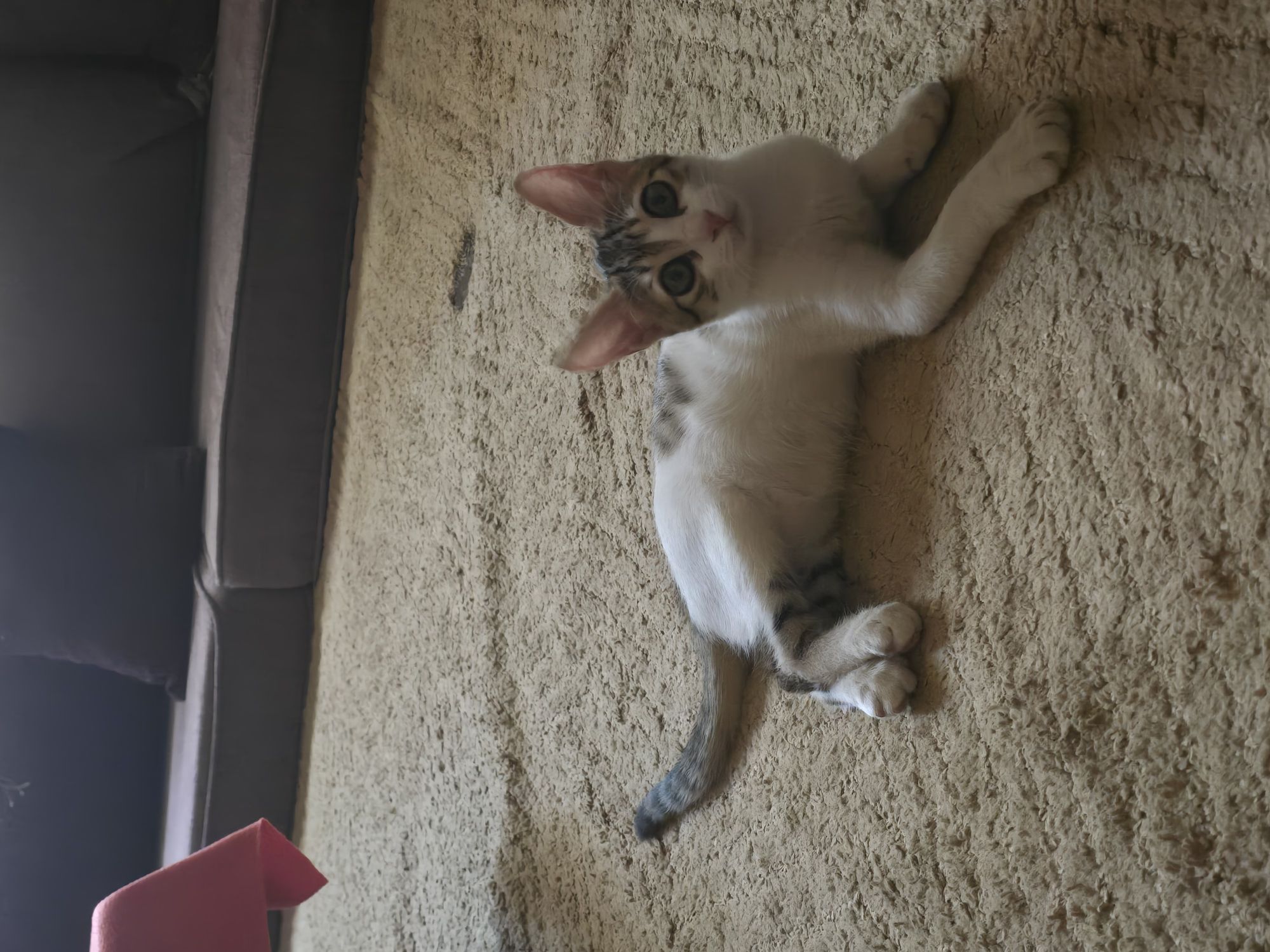 Loly 3