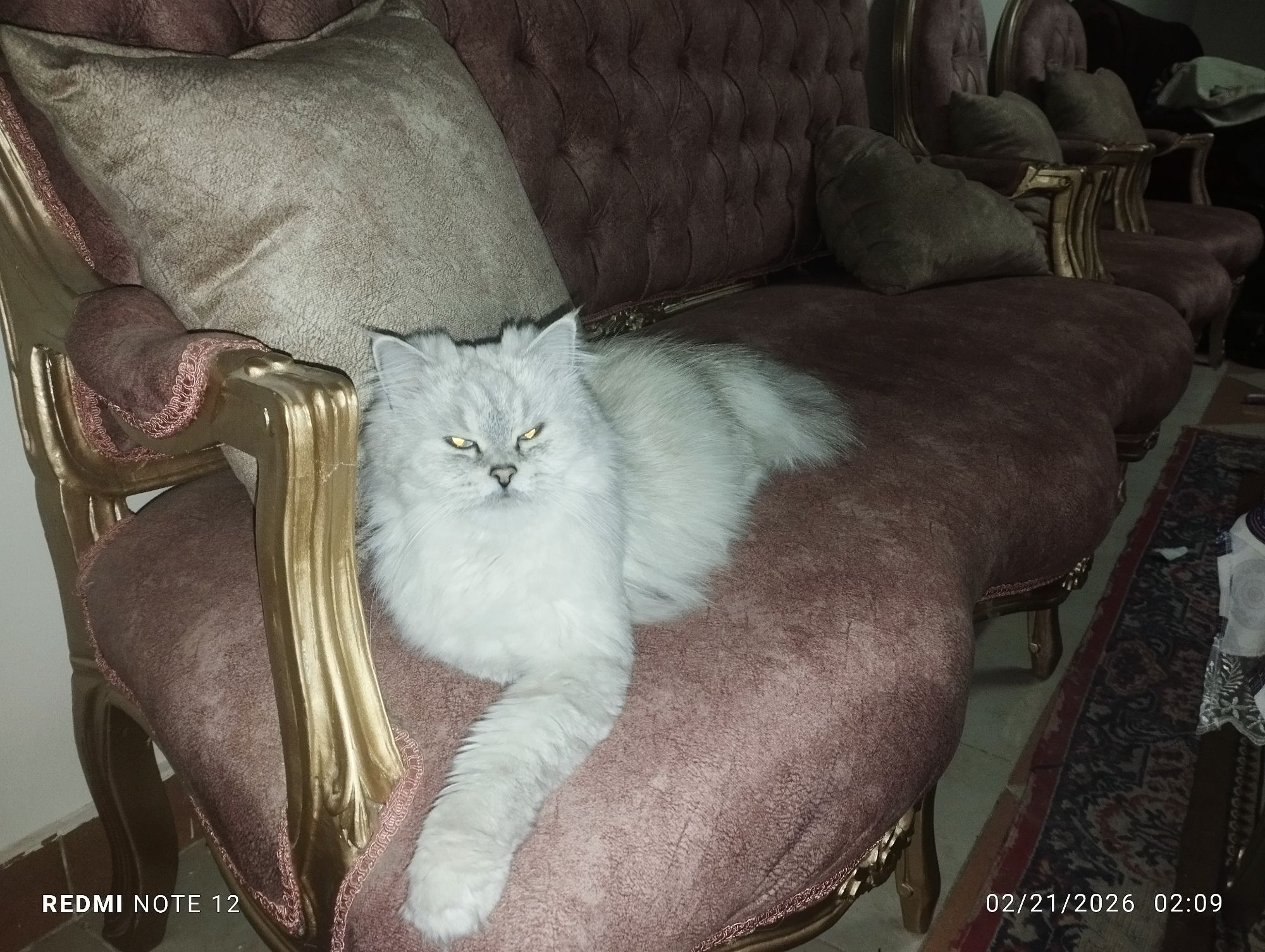 بنت شيرازى 3