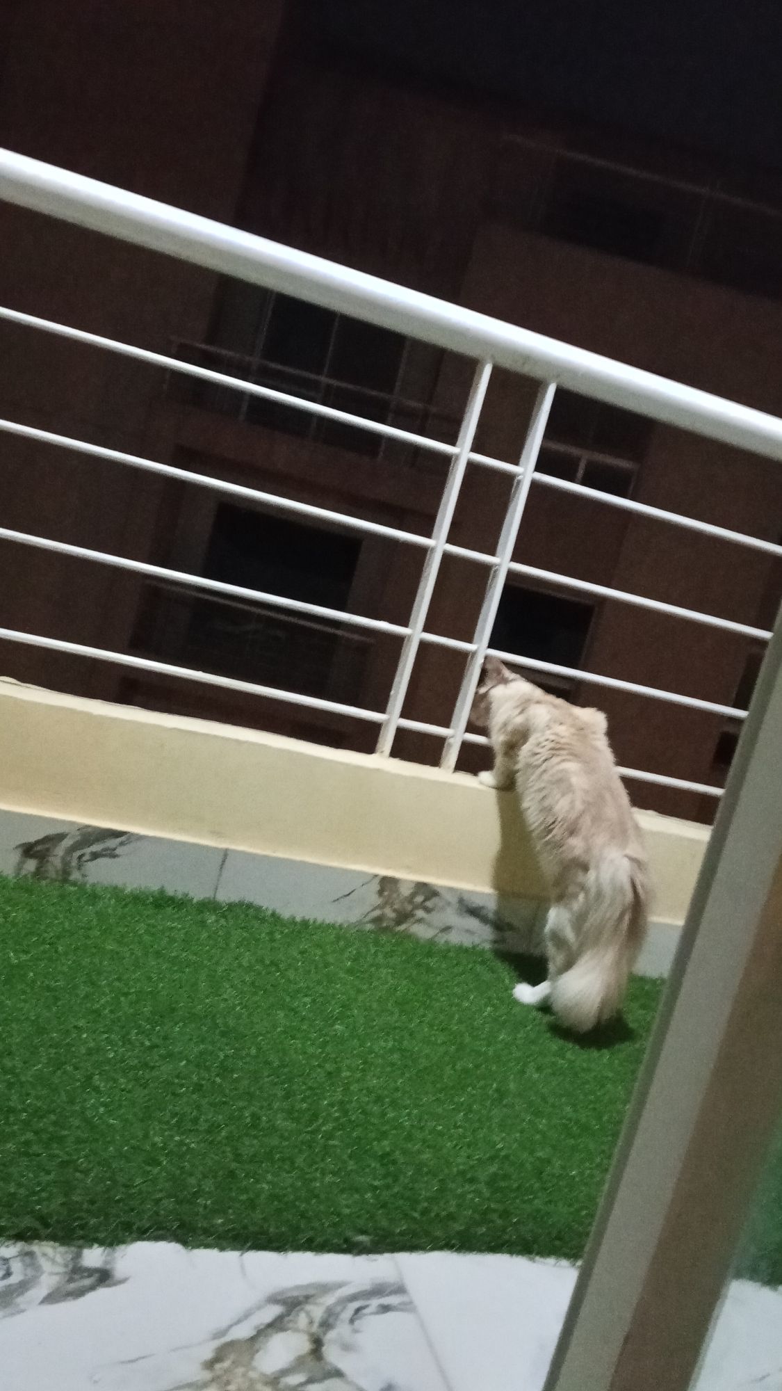 مشمش 3