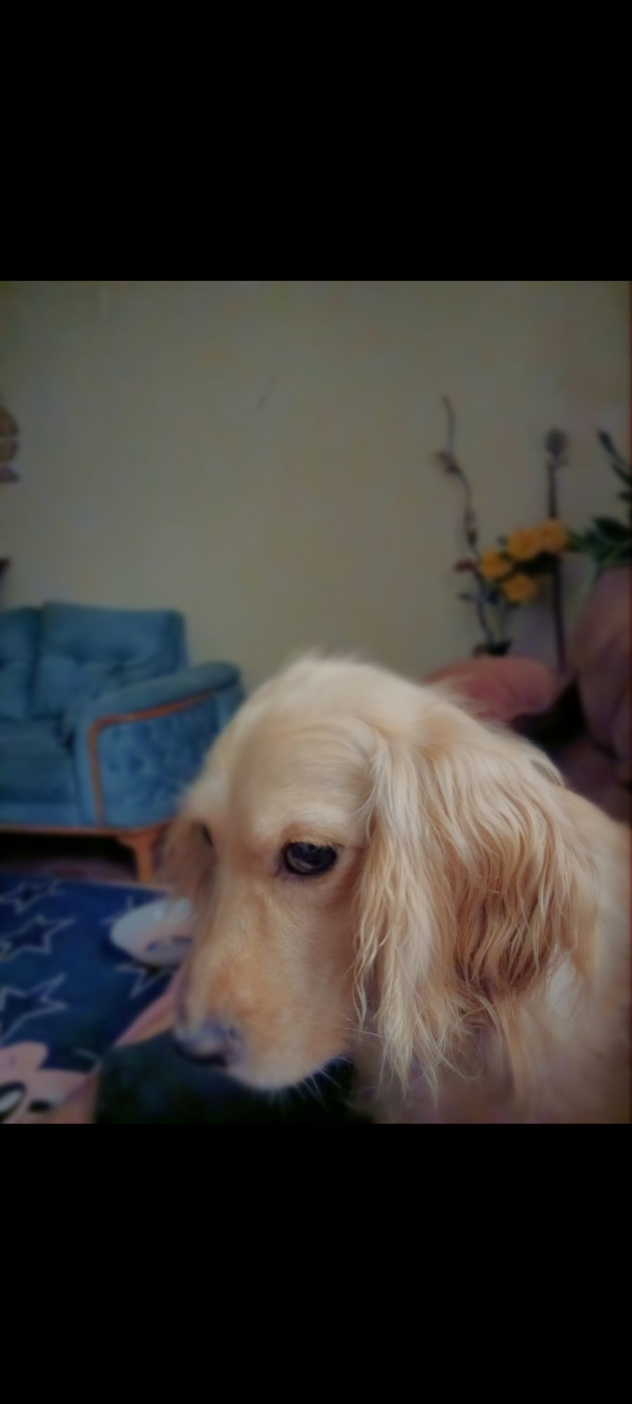 اسبانيش كوكر JASICA 3