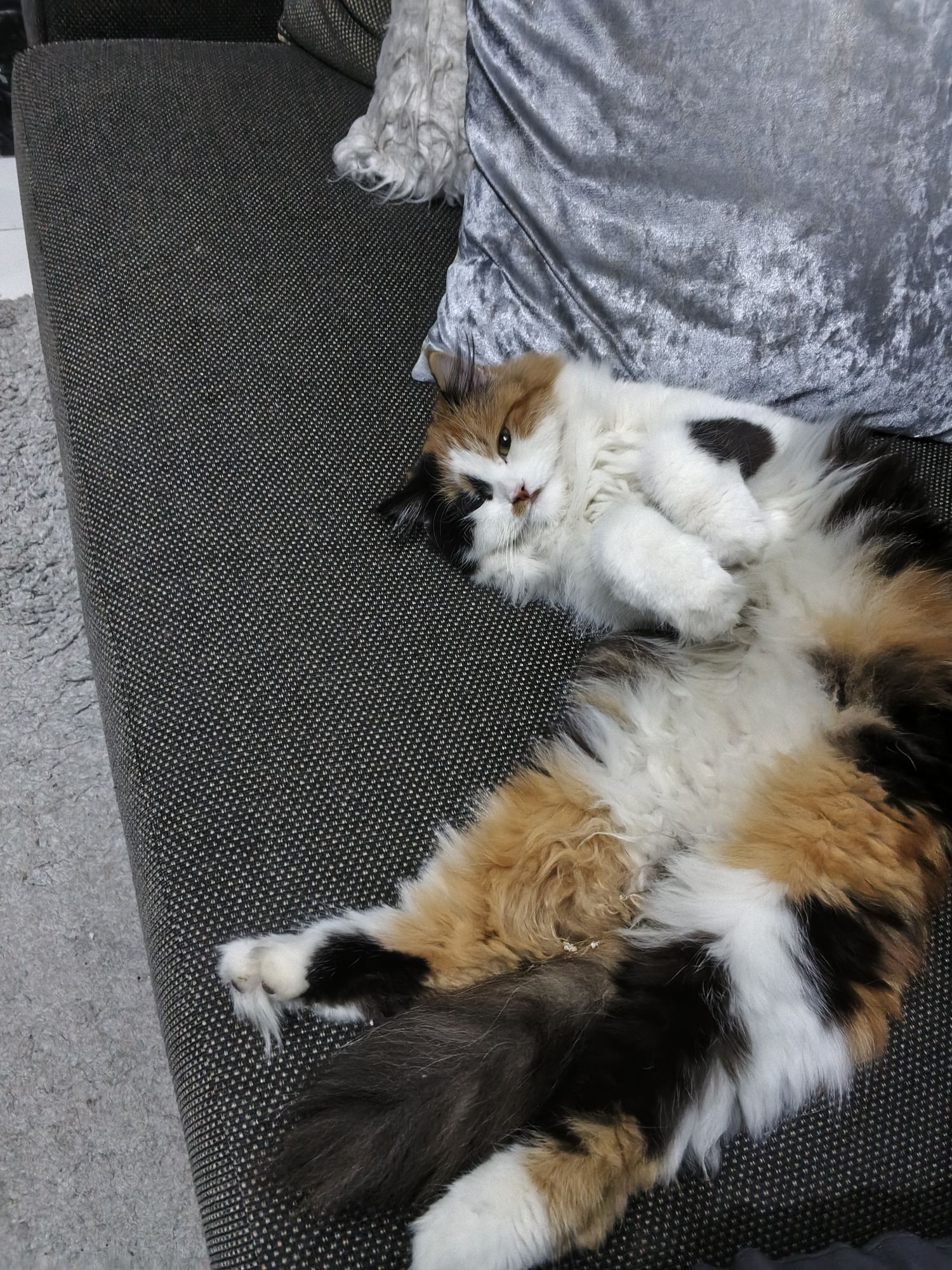 زينات زيزي 3