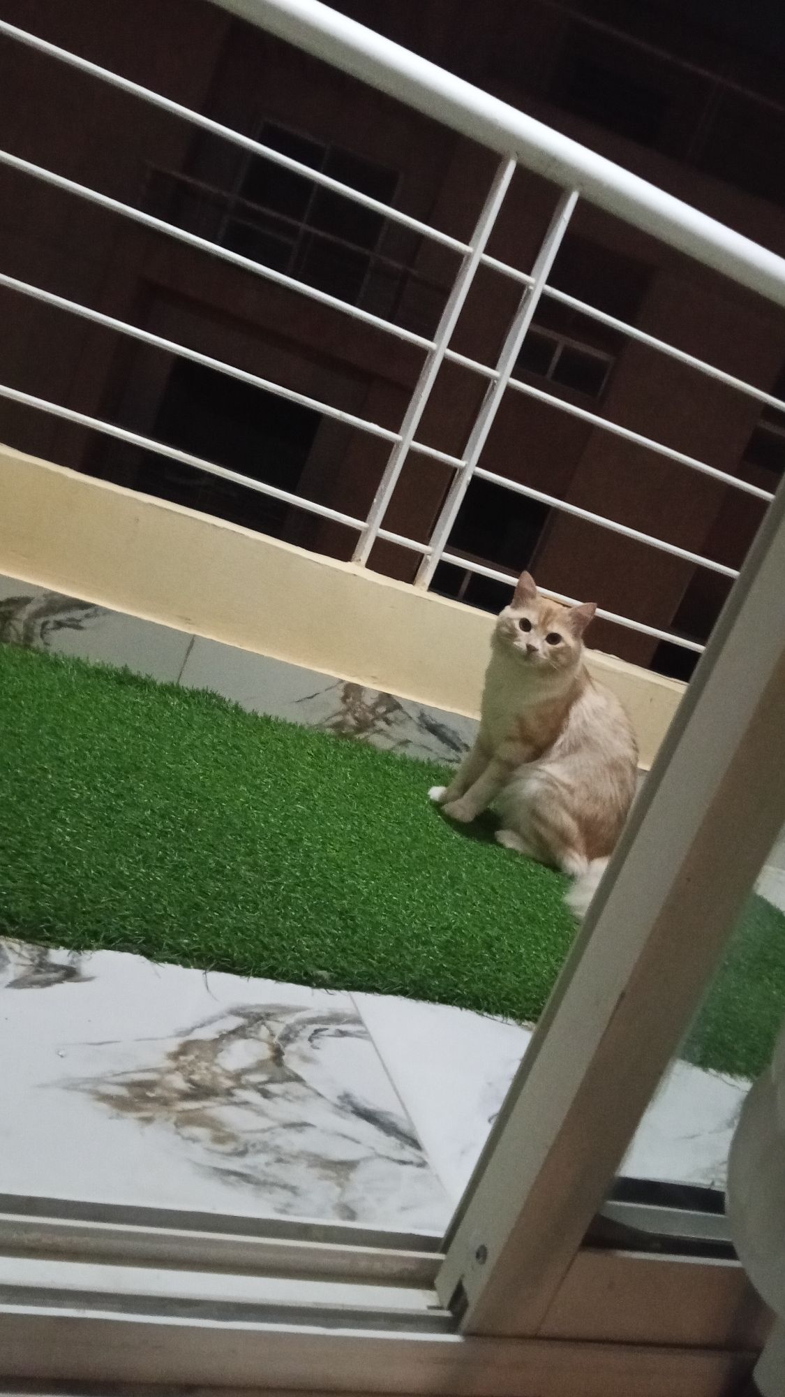 مشمش 4