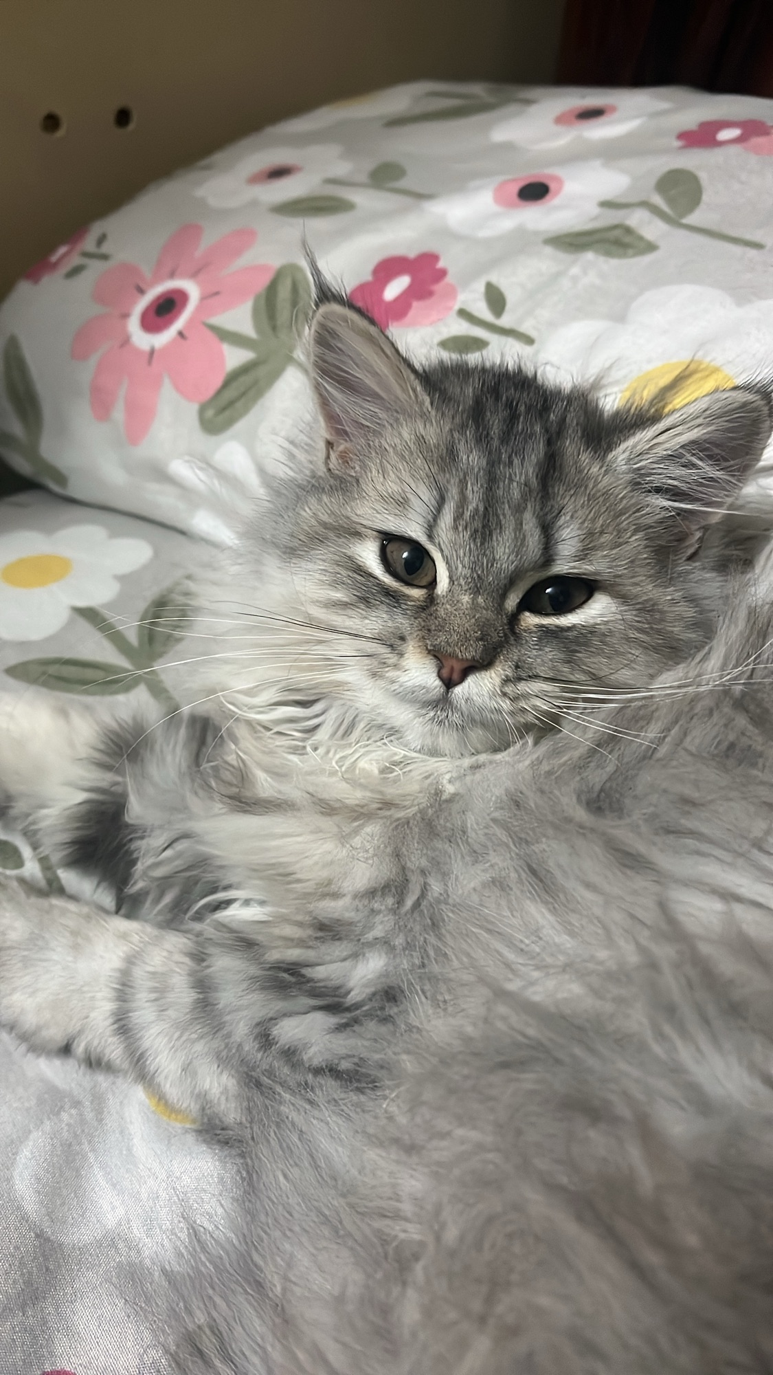 لوزا 4