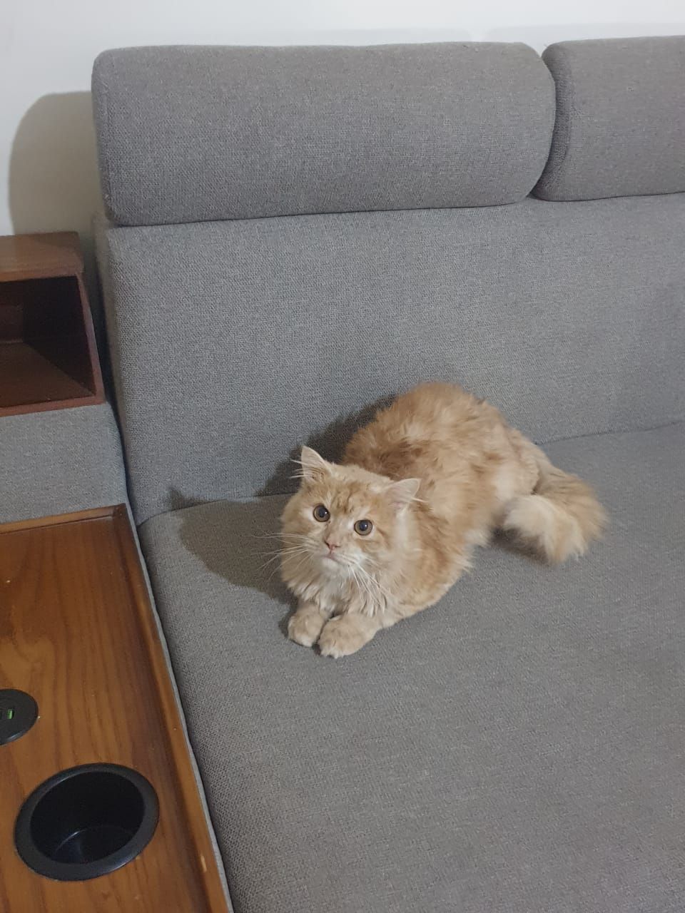 بندق 4