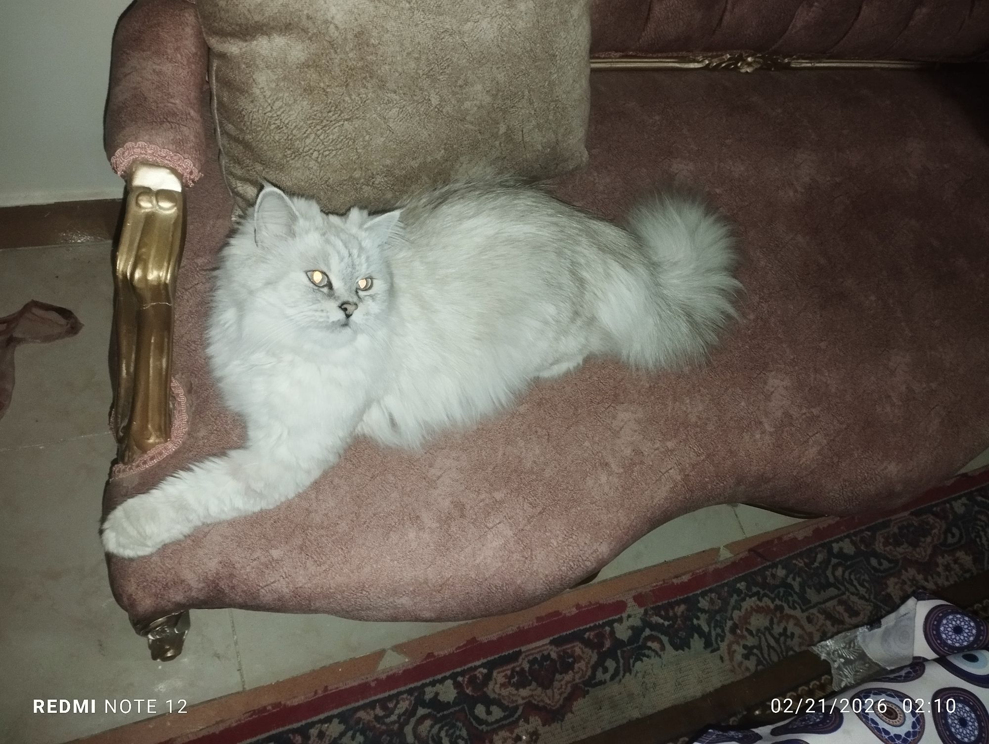 بنت شيرازى 4