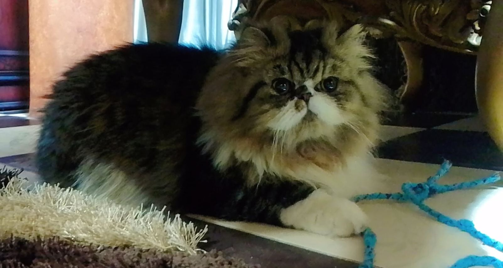 قط بيرشن زورار 4