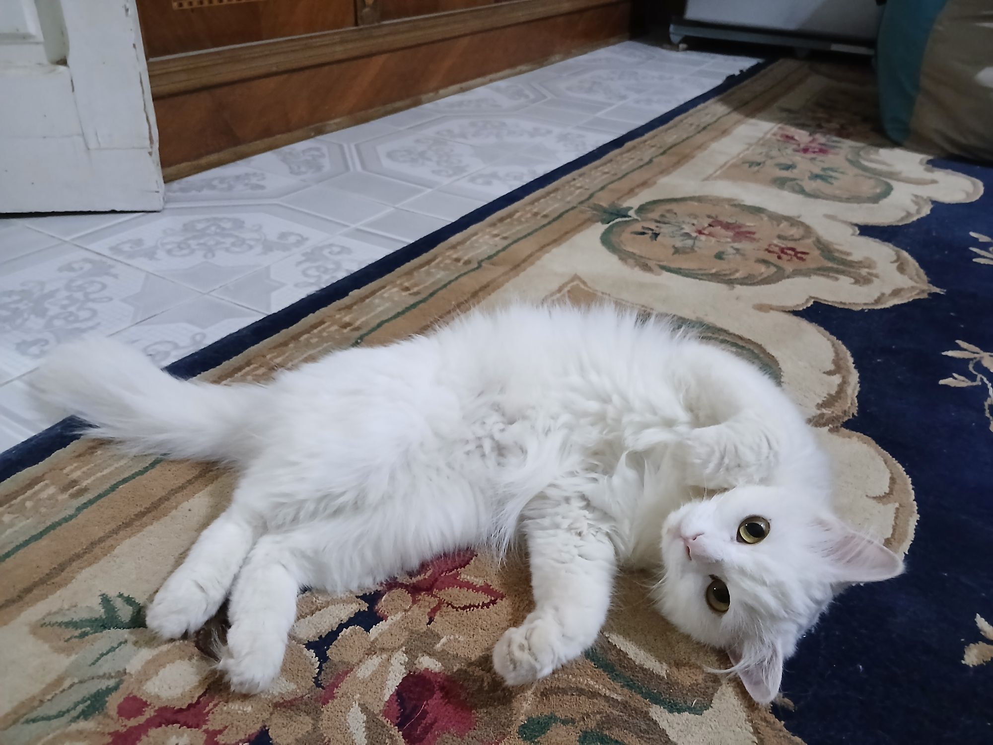 كيتي 4