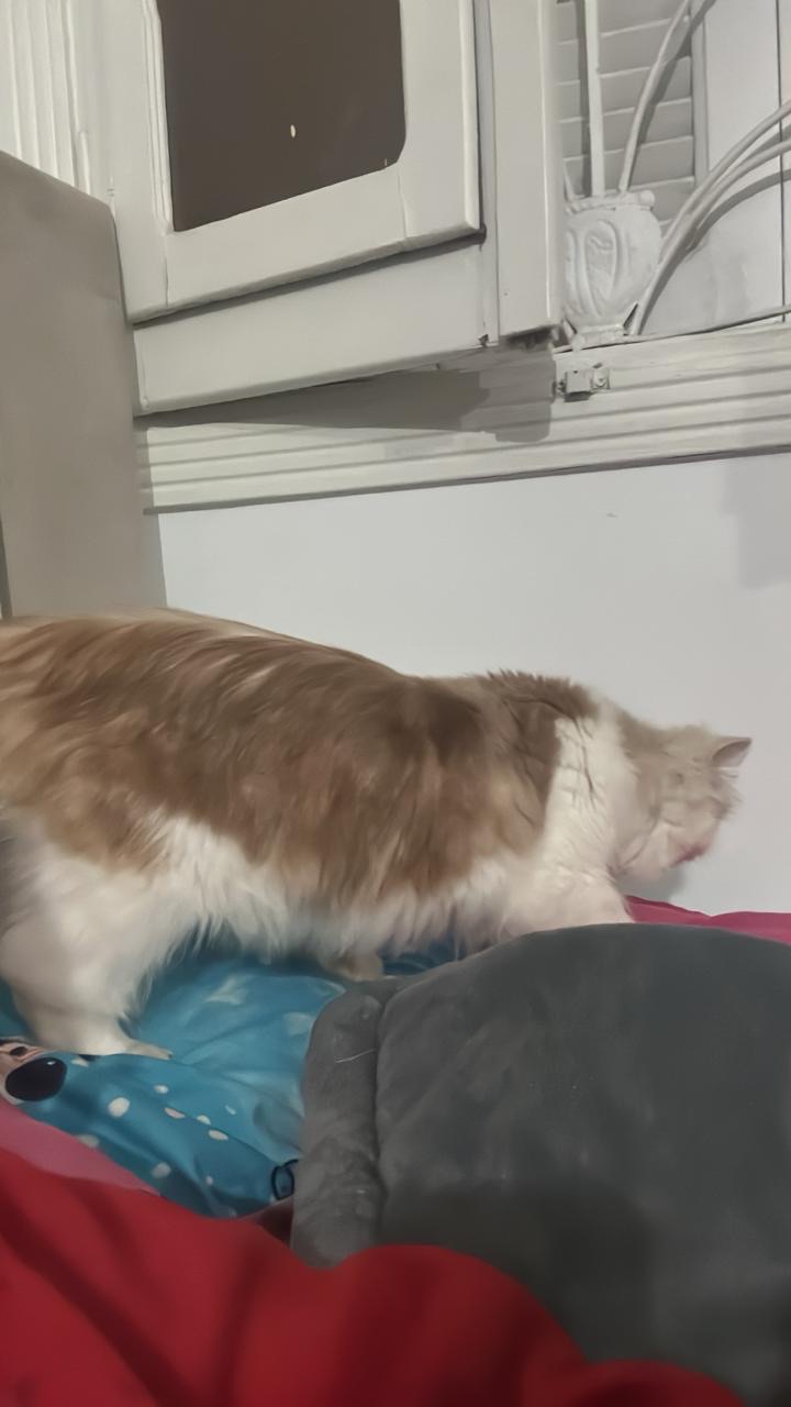 شيرازي بيرشن فلات فيس 4