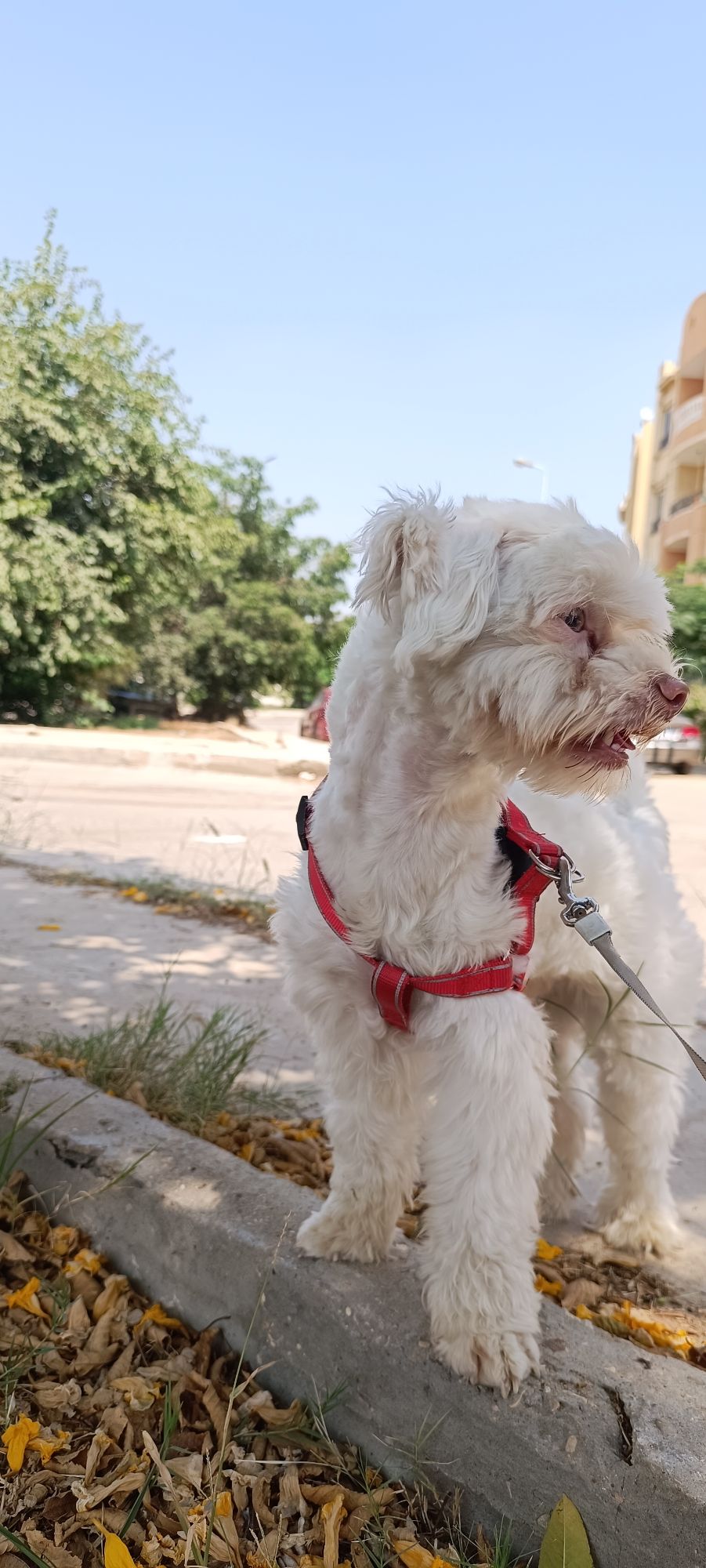 بندق 4
