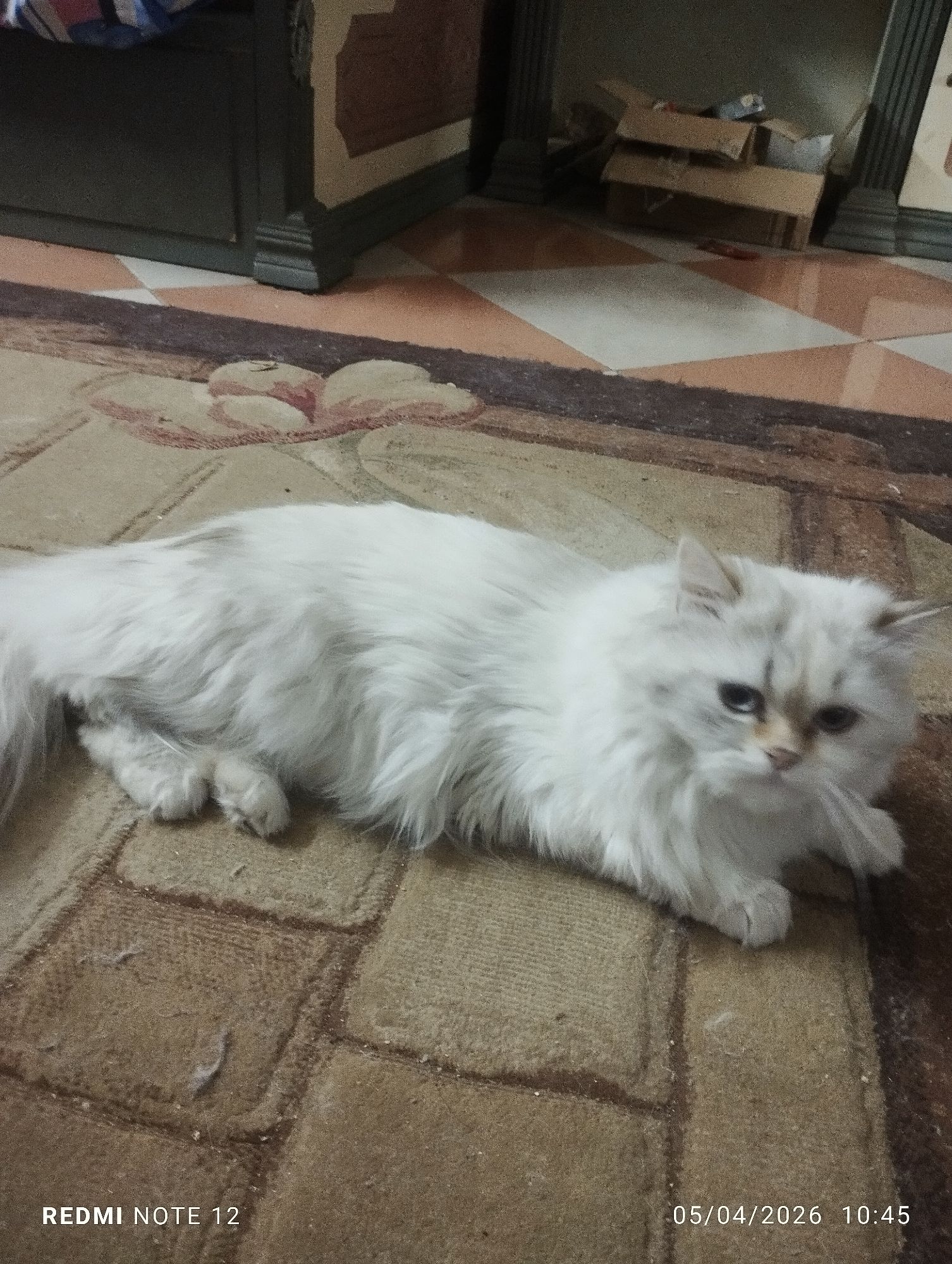 روكسان 4