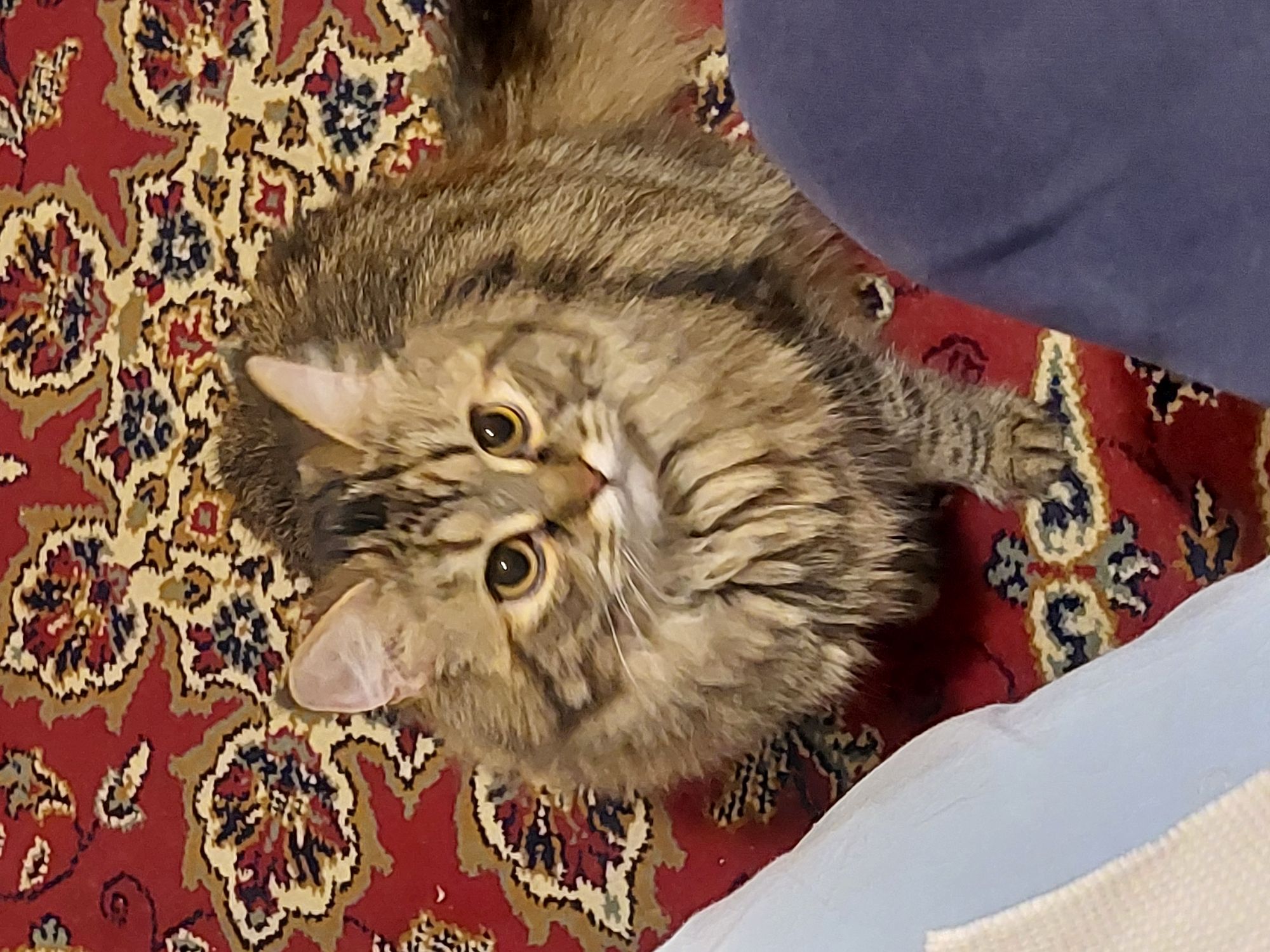 بوسي 🥹🐾🐾 4