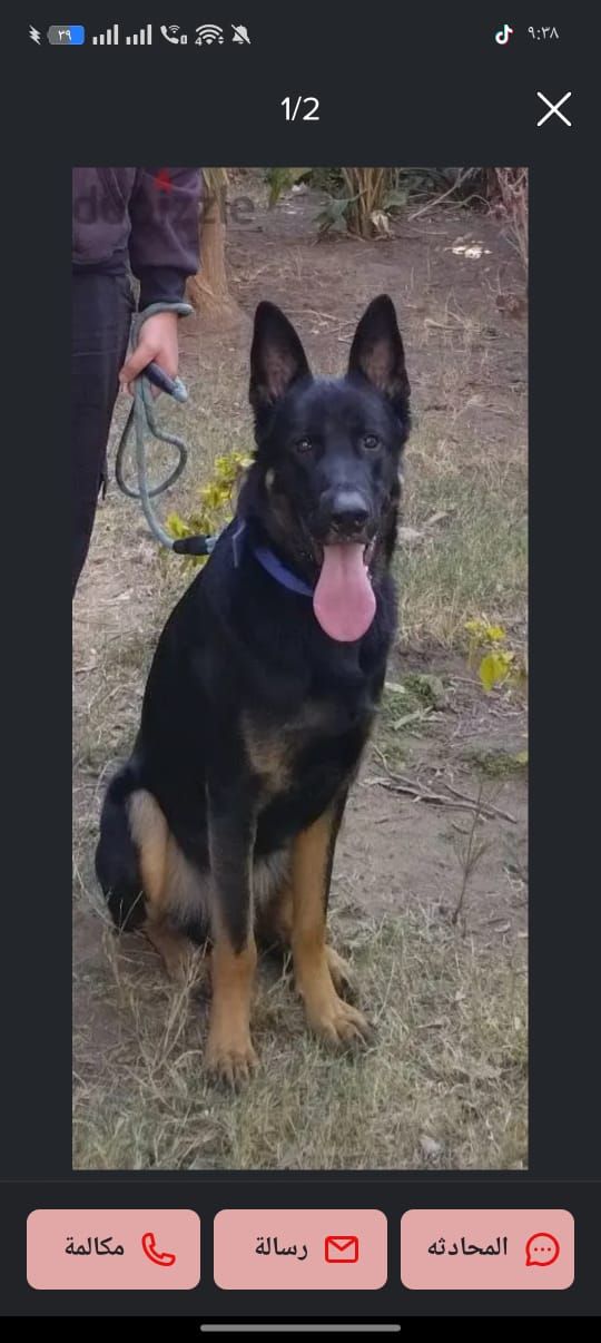 Leo german Shepherd 4