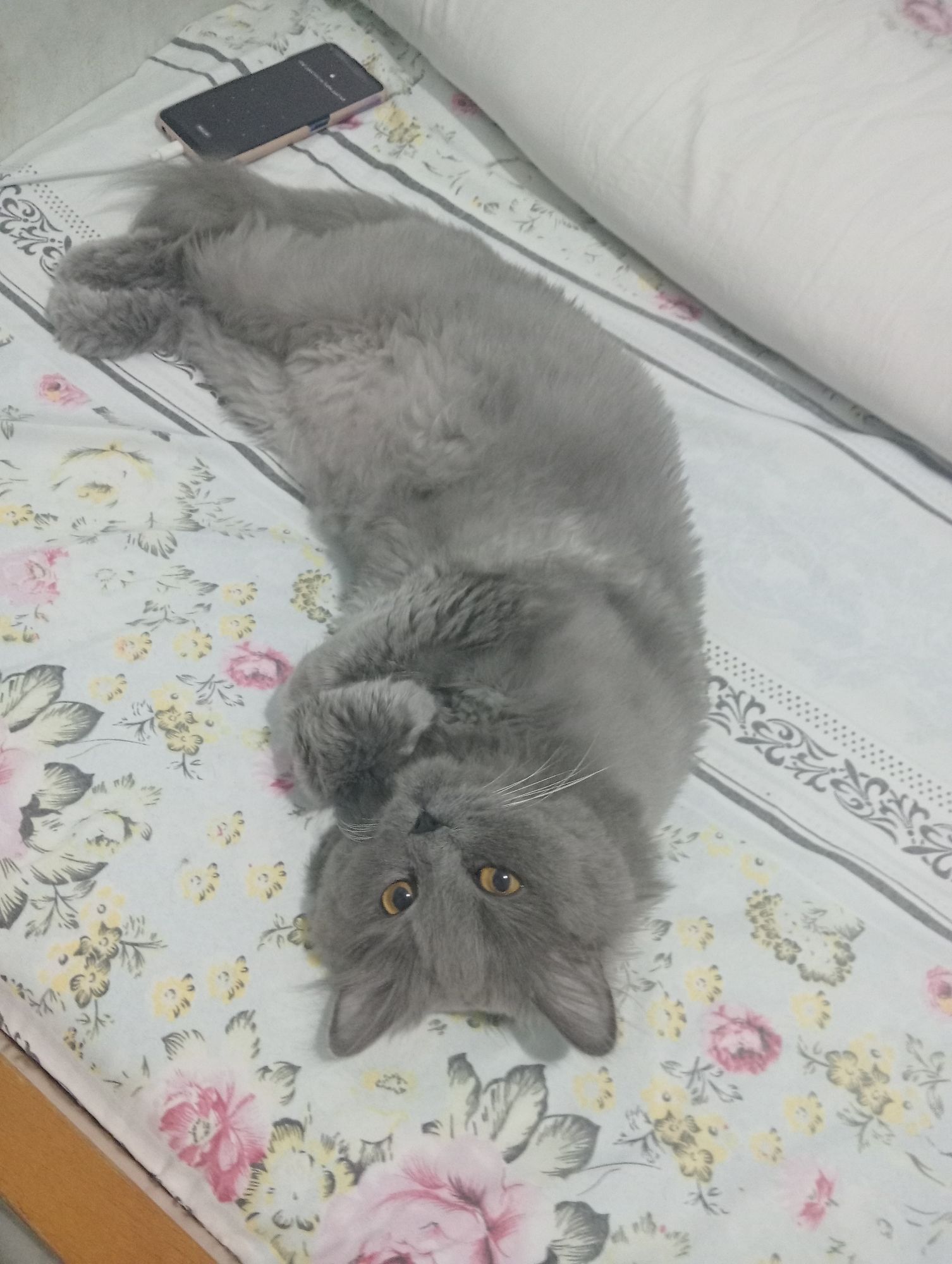 Mshmsh 4