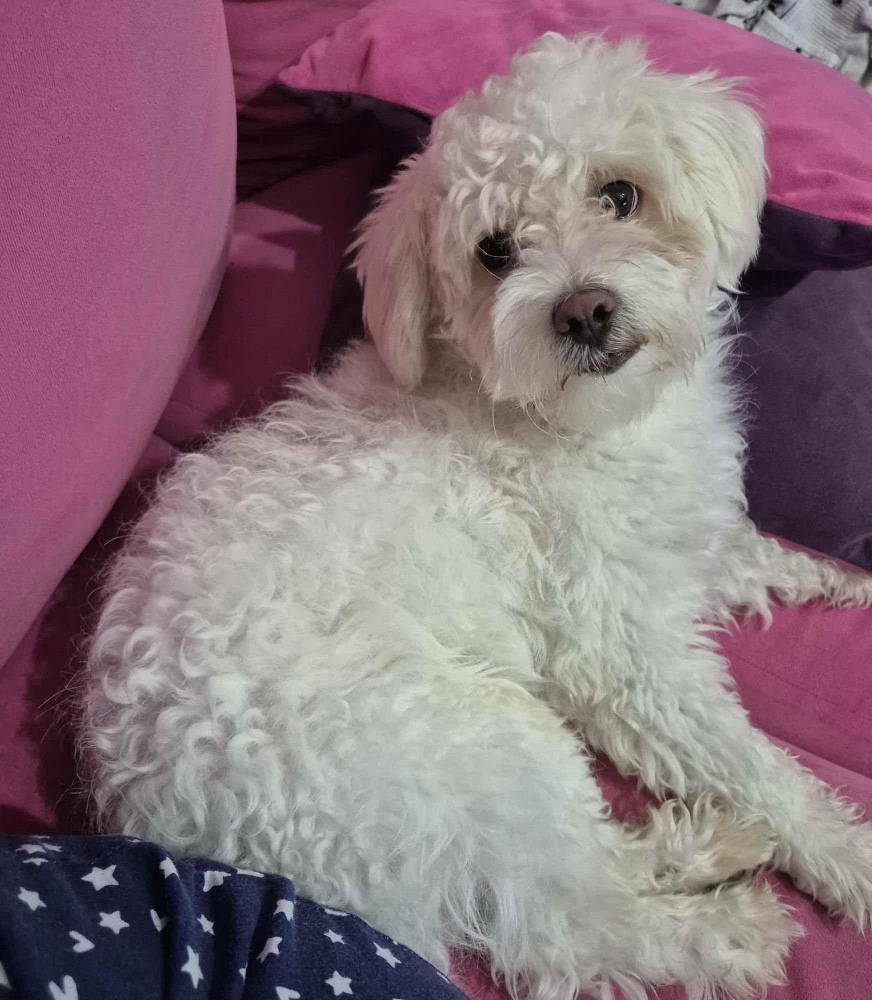 ماكس مالتيبو 4