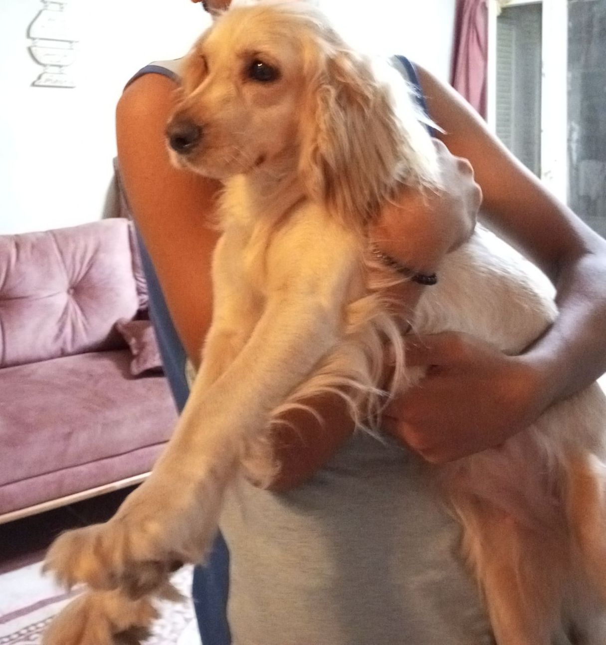 اسبانيش كوكر JASICA 4