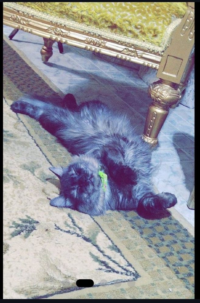 مايلو 4