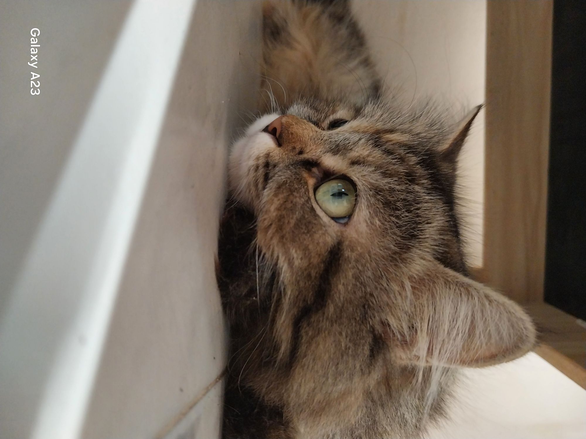 كراميل والدلع كوكو 4