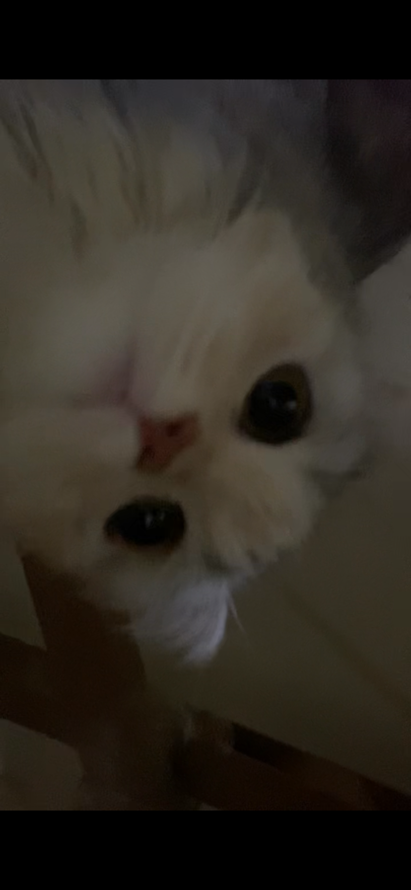 غباشة 4