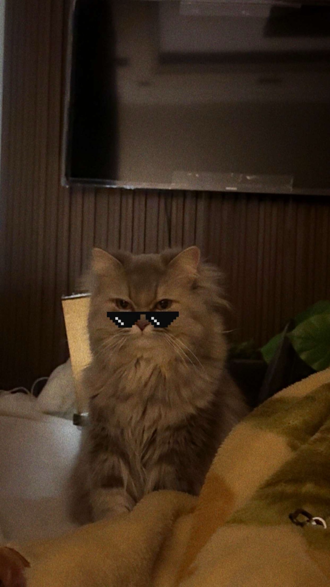 لولو 4