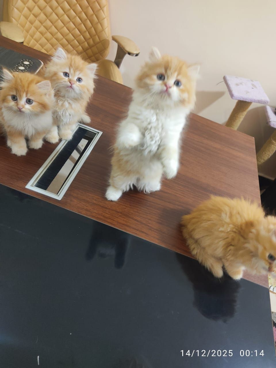 احلي دباديب جاهزين لبيتهم الجديد ليس للتبني 4