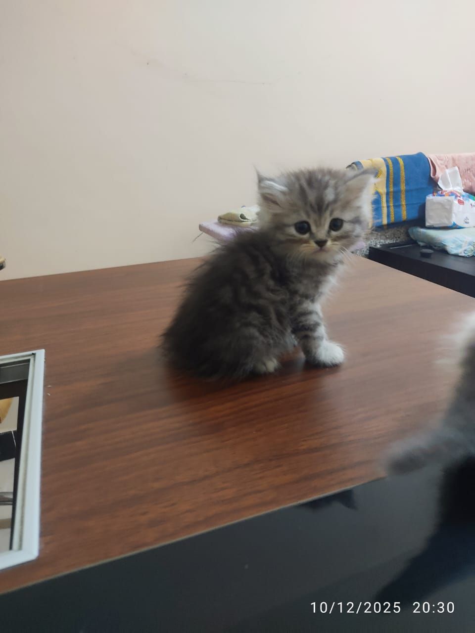 احلي دباديب جاهزين لبيتهم الجديد ليس للتبني 4