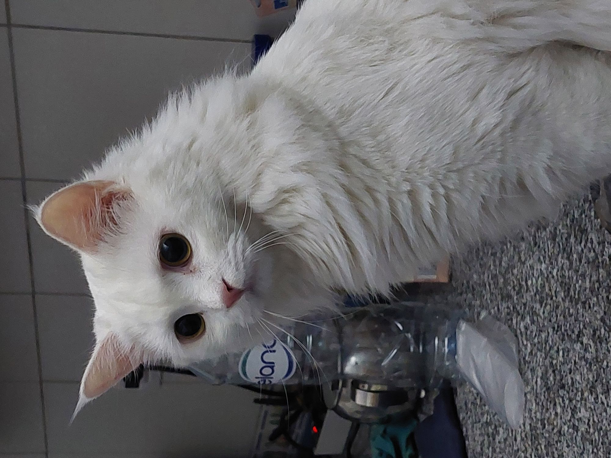 سولا ❤️🐾🐾 4