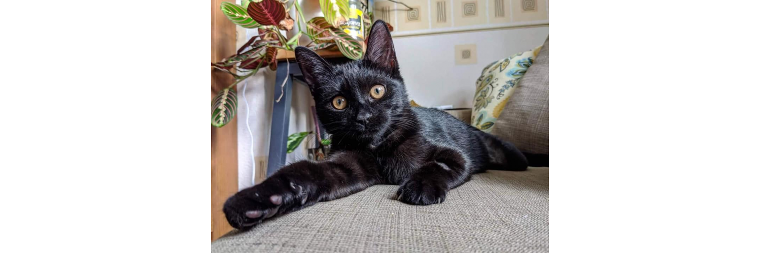 Kings Heath Cat Rescue (@preview-khccfundraising) profile image