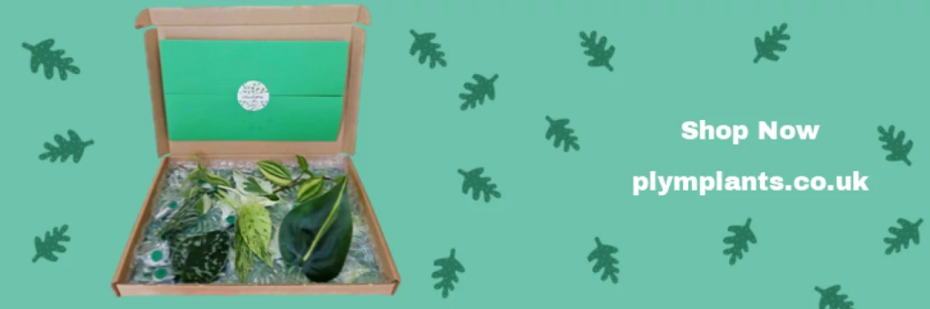 Amy Hartman (@preview-plymplants) profile image