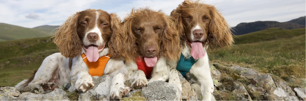 Max Out in The Lake District (@preview-maximo) profile image