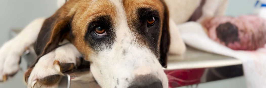 Viktor Larkhill (@preview-viktorlarkhill) profile image