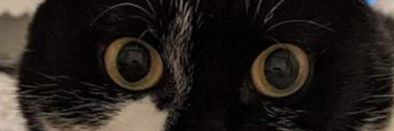 Big kitty Puss puss (@preview-bigkittypusspuss_) profile image