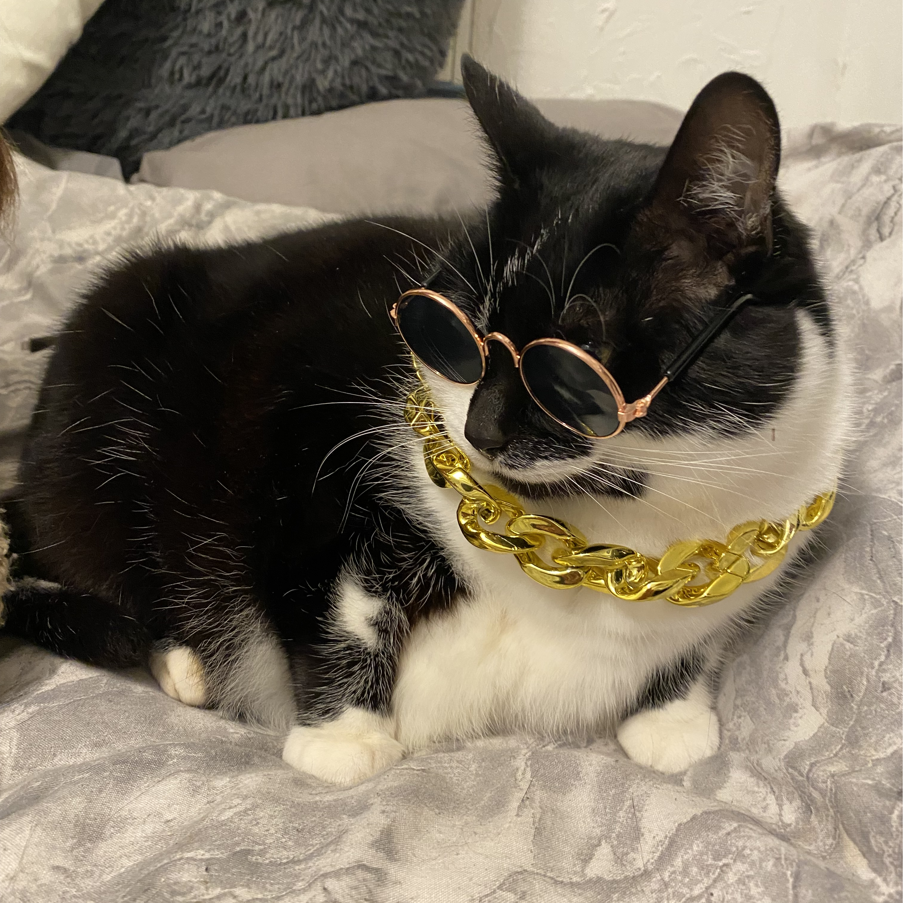 Big kitty Puss puss (@preview-bigkittypusspuss_) profile image