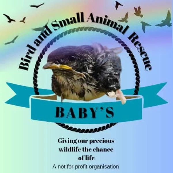 Win Big & Support Baby’s Bird Rescue! - BOGOF promotional image