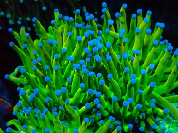 ULTRA GRAIL TORCH promotional image