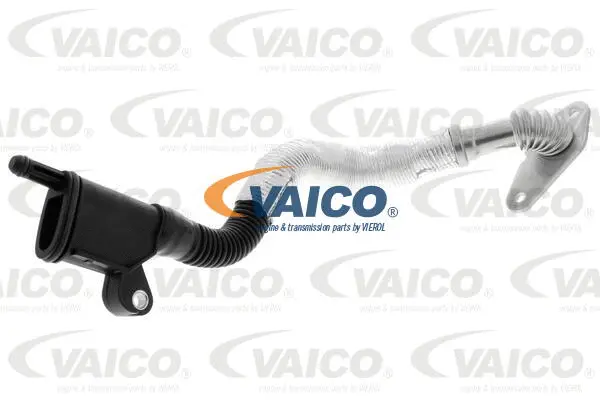Hose, crankcase ventilation