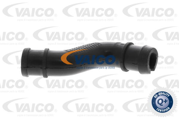 Hose, crankcase ventilation