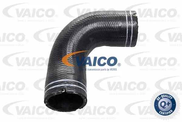 Hose, crankcase ventilation