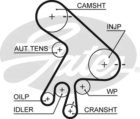 Timing Belt (5562XS)