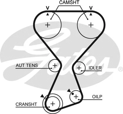 Timing Belt (T313)