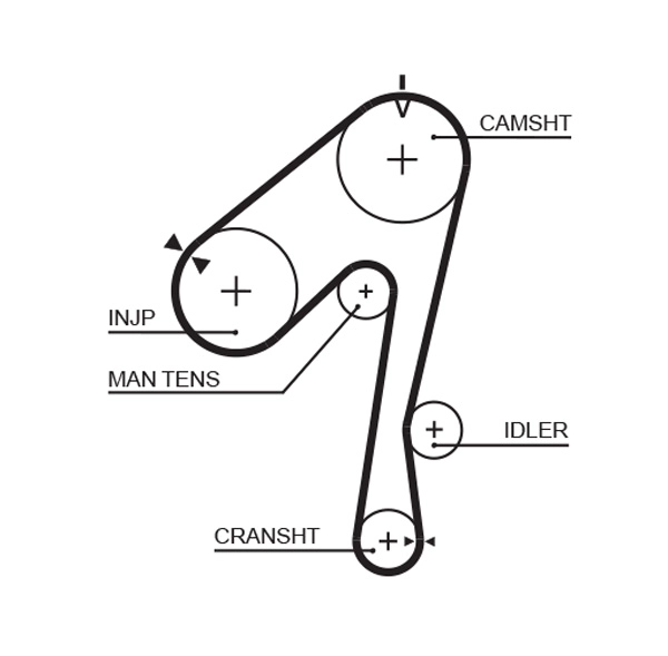 Timing Belt