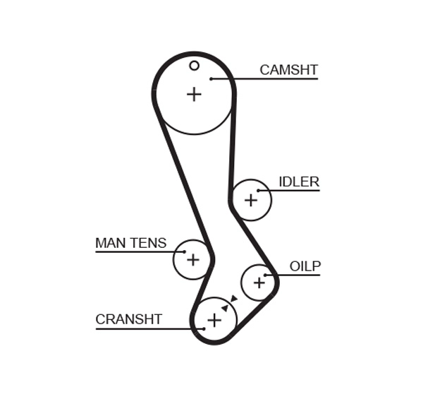 Timing Belt