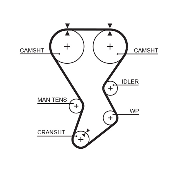 Timing Belt
