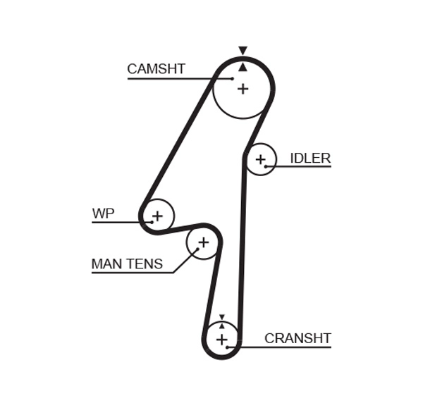 Timing Belt