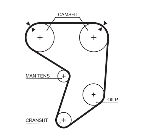 Timing Belt
