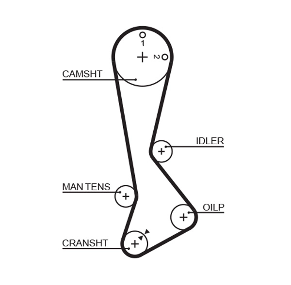Timing Belt
