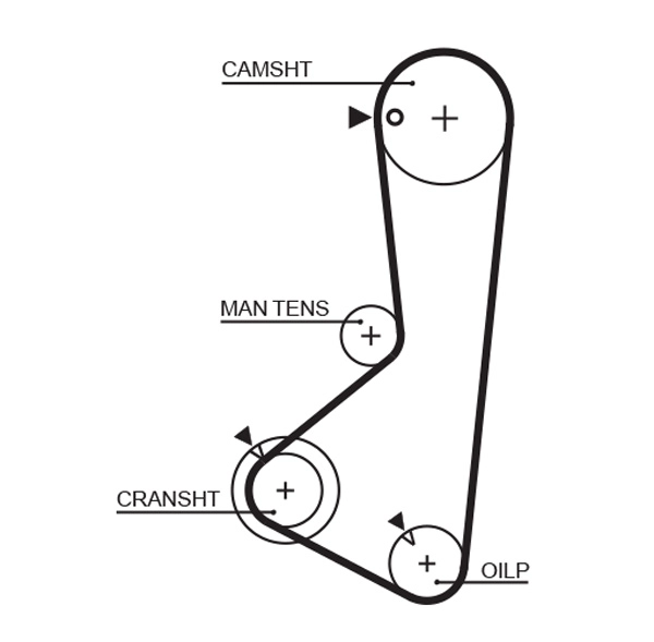 Timing Belt