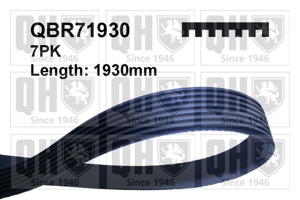 V-Ribbed Belt (QBR71930)
