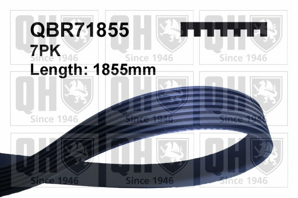 V-Ribbed Belt (QBR71855)