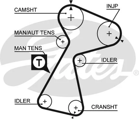 Timing Belt (T1562)