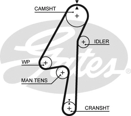 Timing Belt